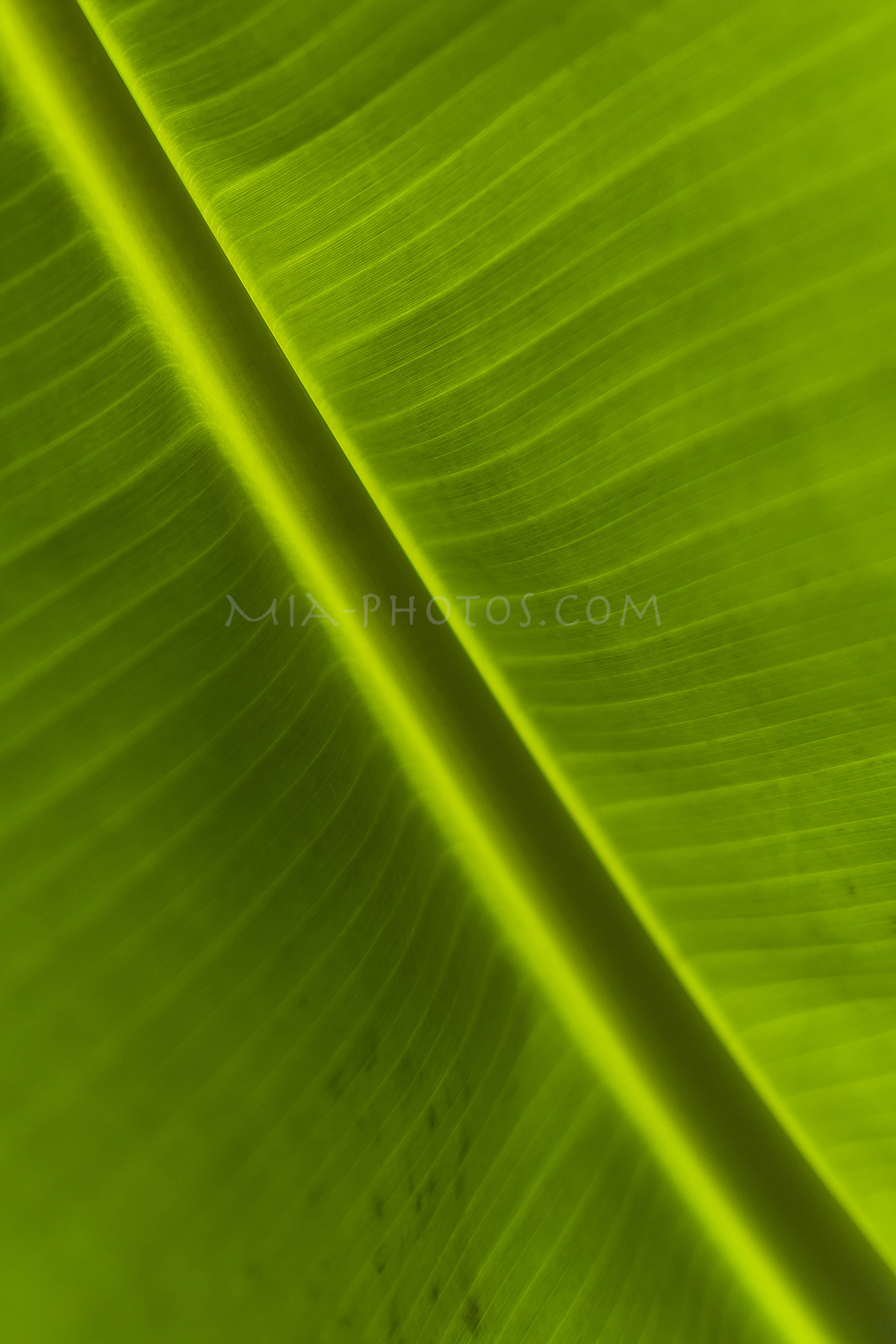 palm leave, background, download