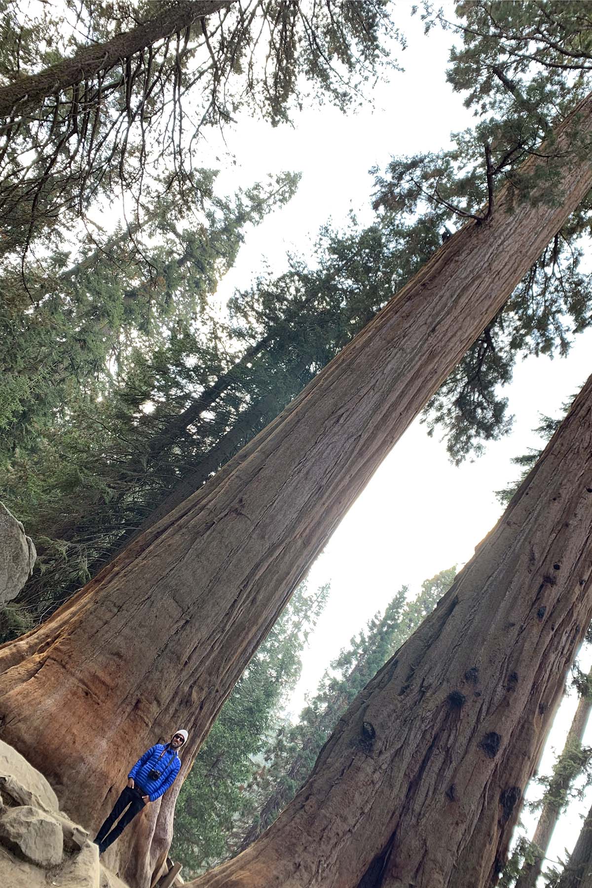 sequoia national park