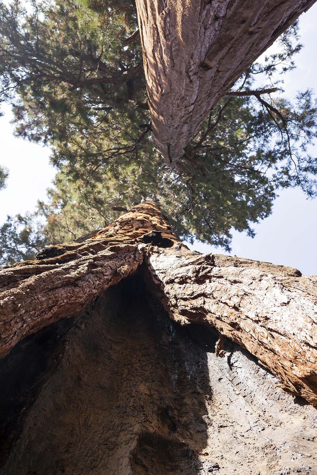sequoia national park