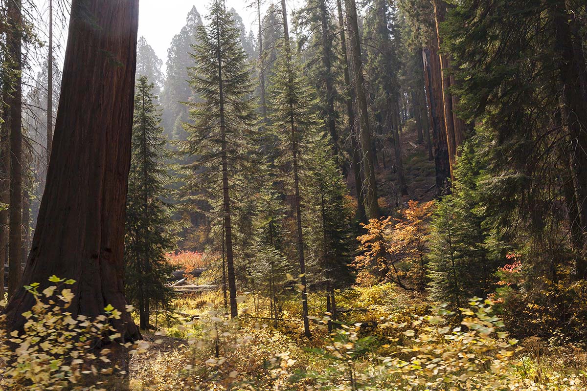 sequoia national park