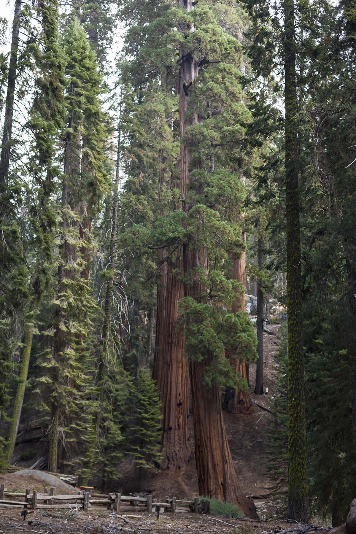 sequoia national park