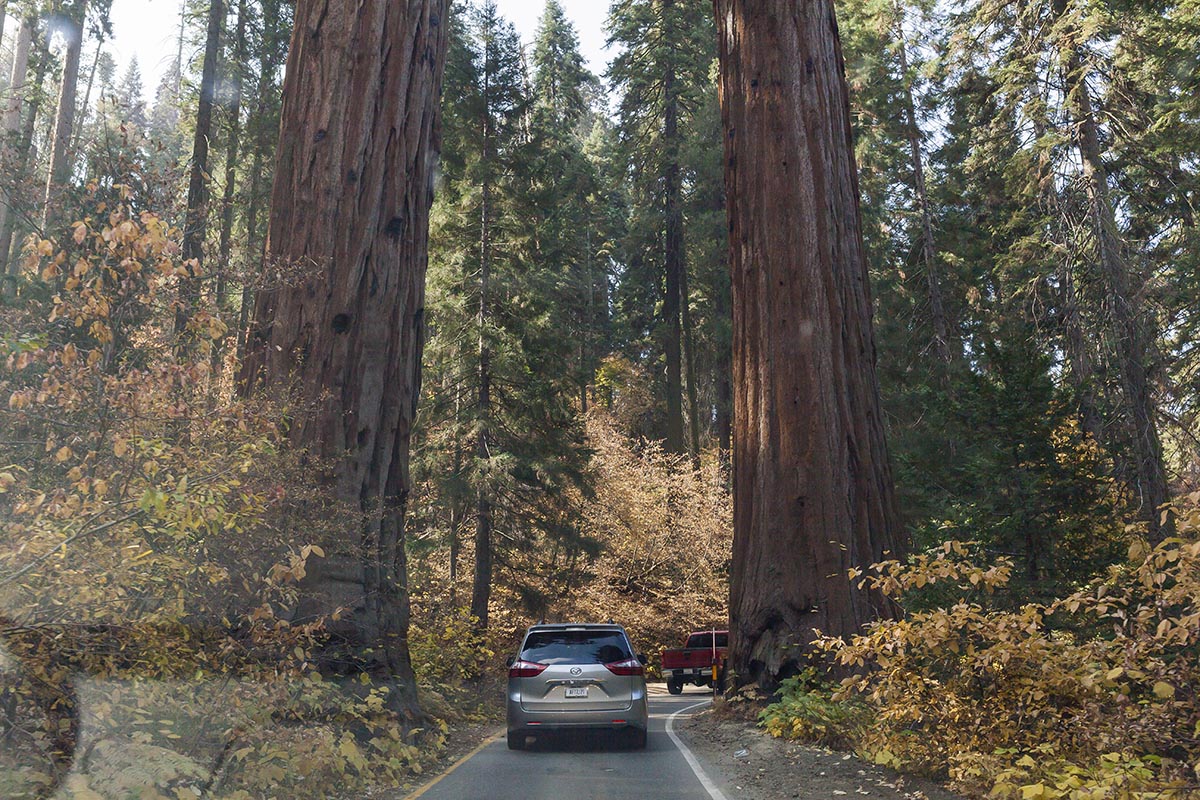 sequoia national park