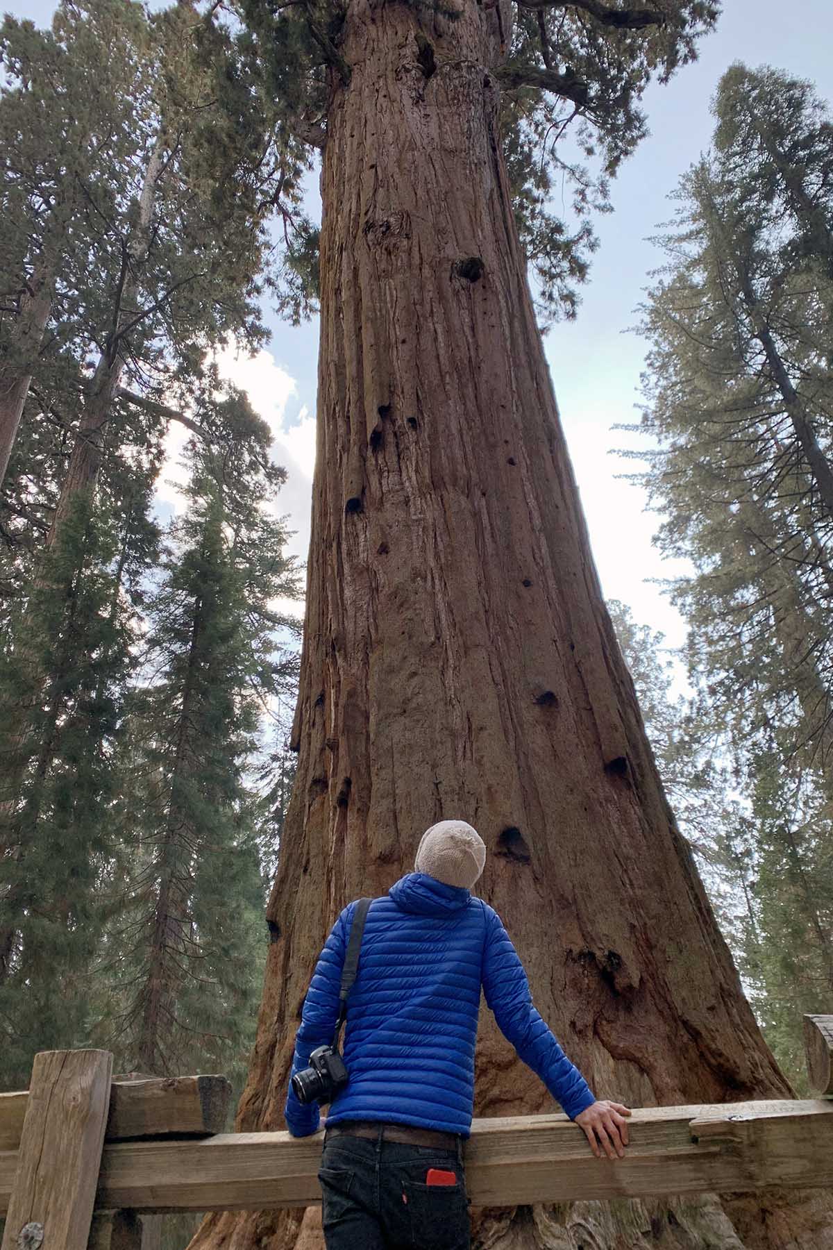 general sherman tree, sequoia park