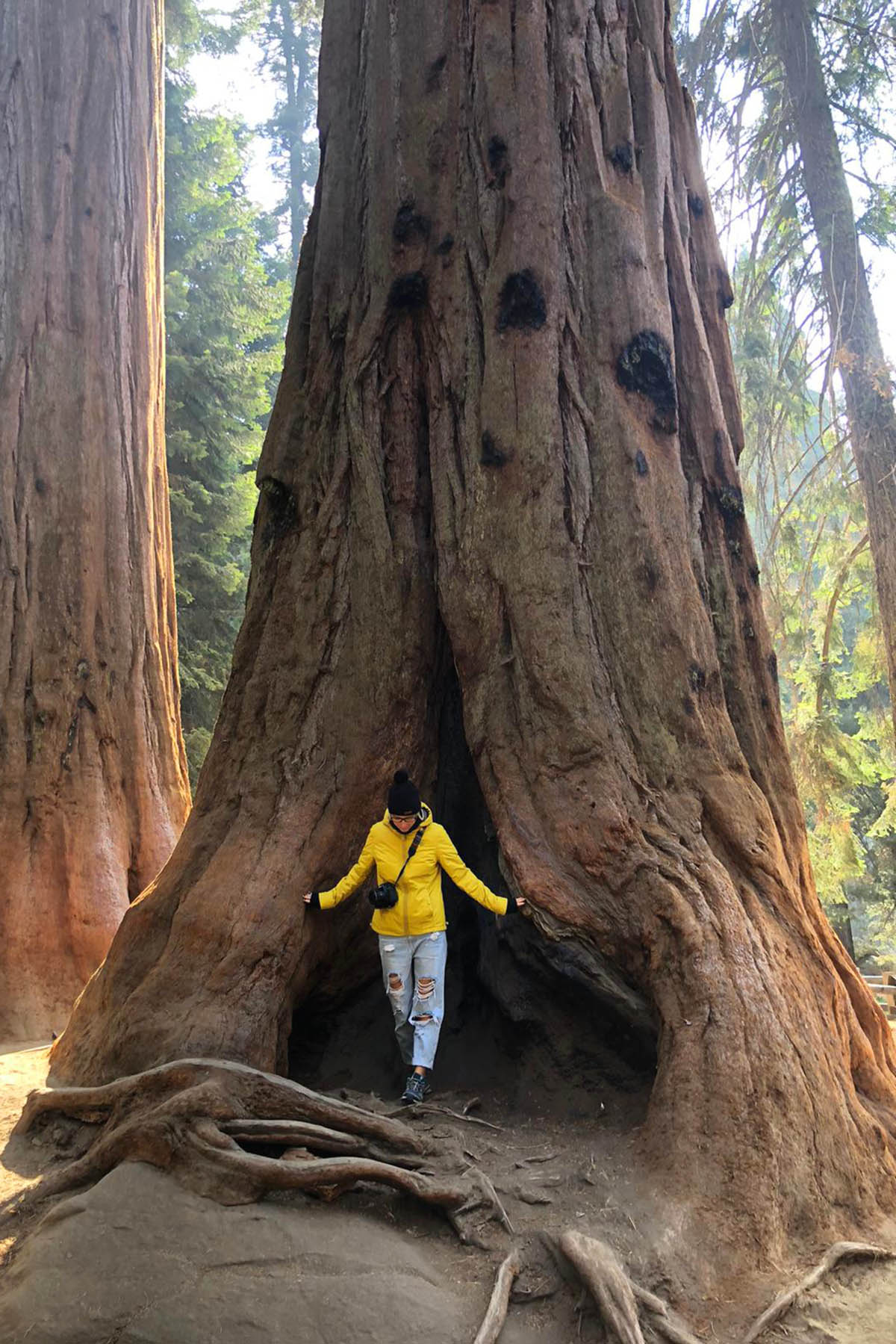 sequoia national park