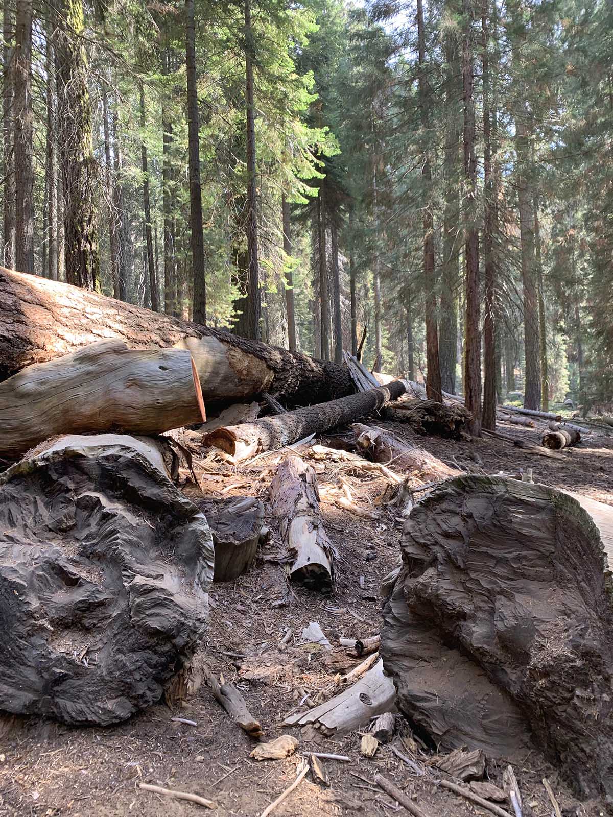 sequoia national park, tree trunk, sequoia trunk