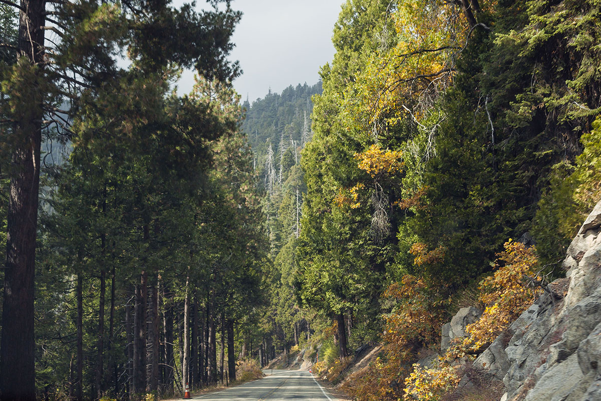 sequoia, yosemite, national park