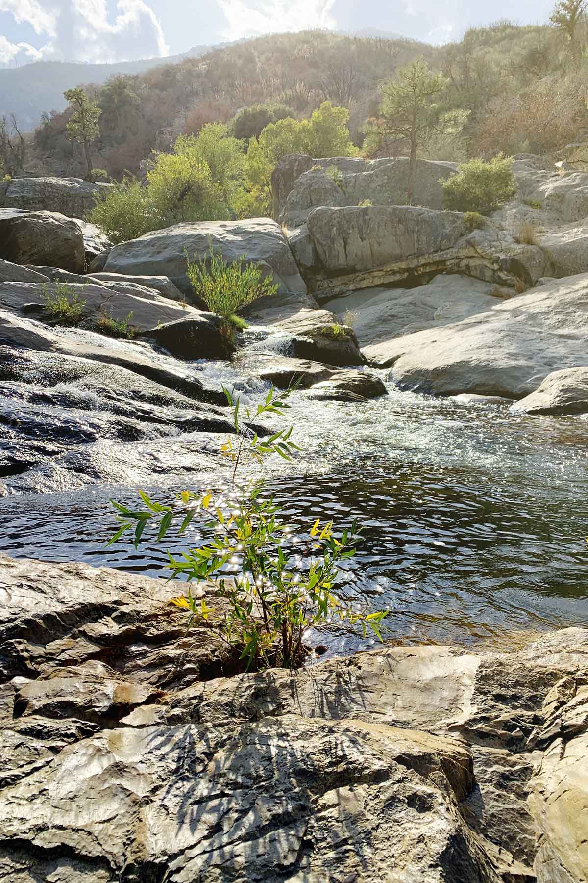 sequoia, yosemite, stream, mountains, forest