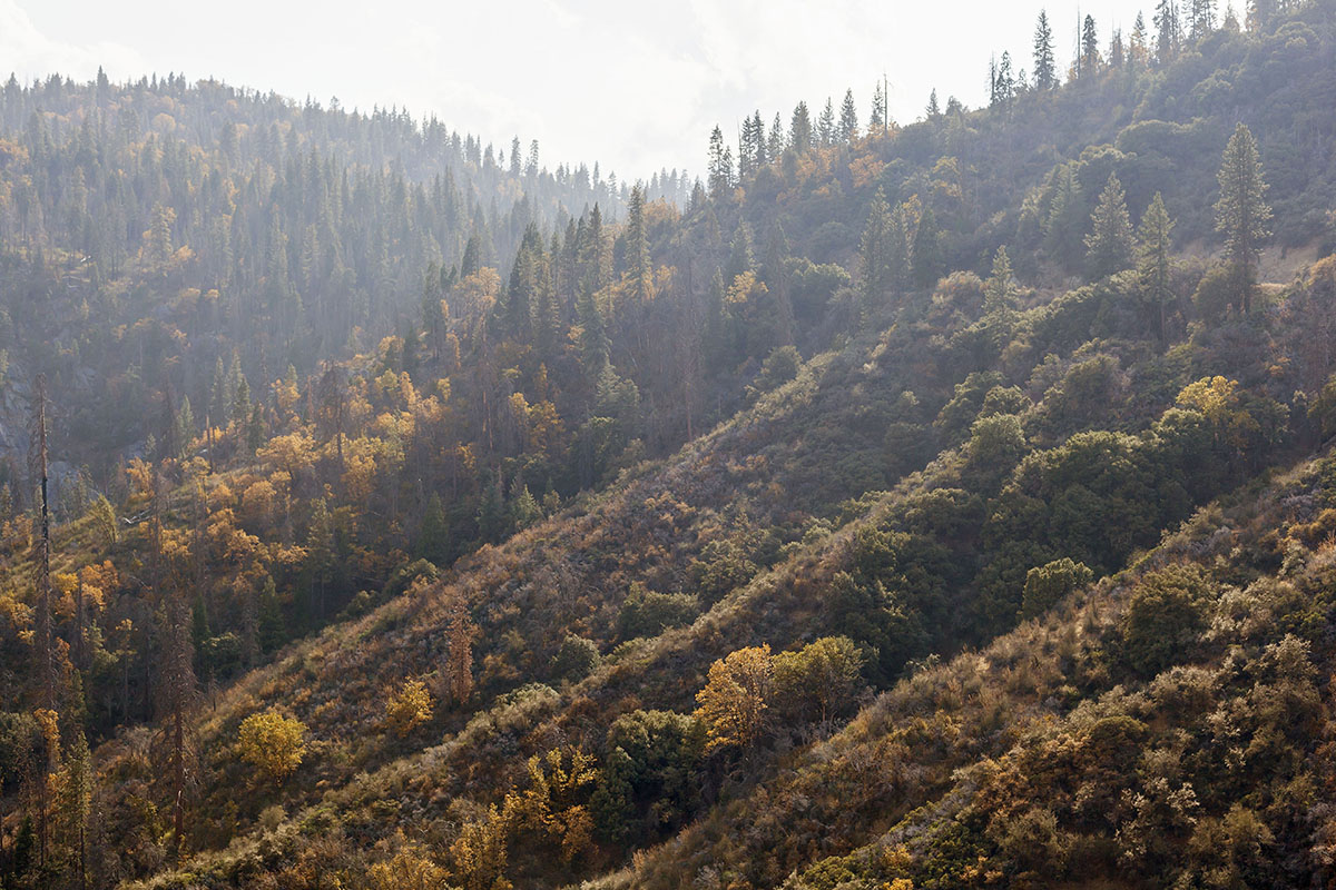 sequoia national park, yosemite