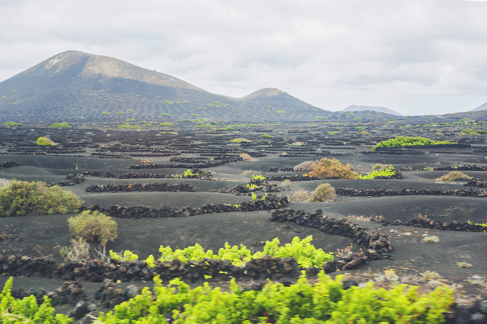 lanzarote vineyards, yaiza, viñedos