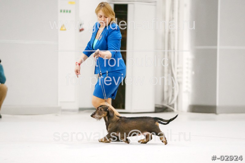 выставки собак 2024 расписание. 2022. 03. классы собак на выставке. выставка собак афиша.