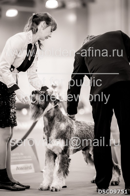 выставка собак 2024. выставка собак 2024. выставка собак 2024.