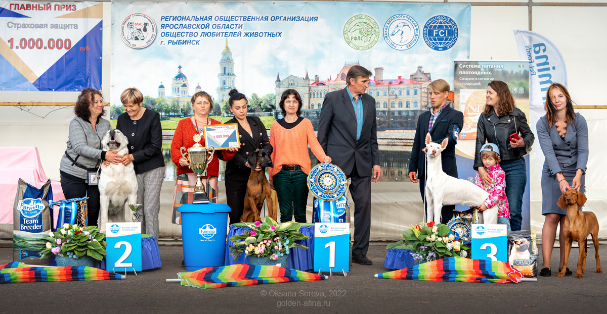 Выставка собак ксоло. Зоошоу экспофорум 2022. 05 24 выставка собак ярославль. Собачьи выставки. 05 24 выставка собак ярославль.