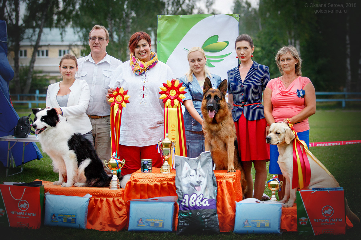 Выставка собак иваново. Выставка собак Иваново 2024.