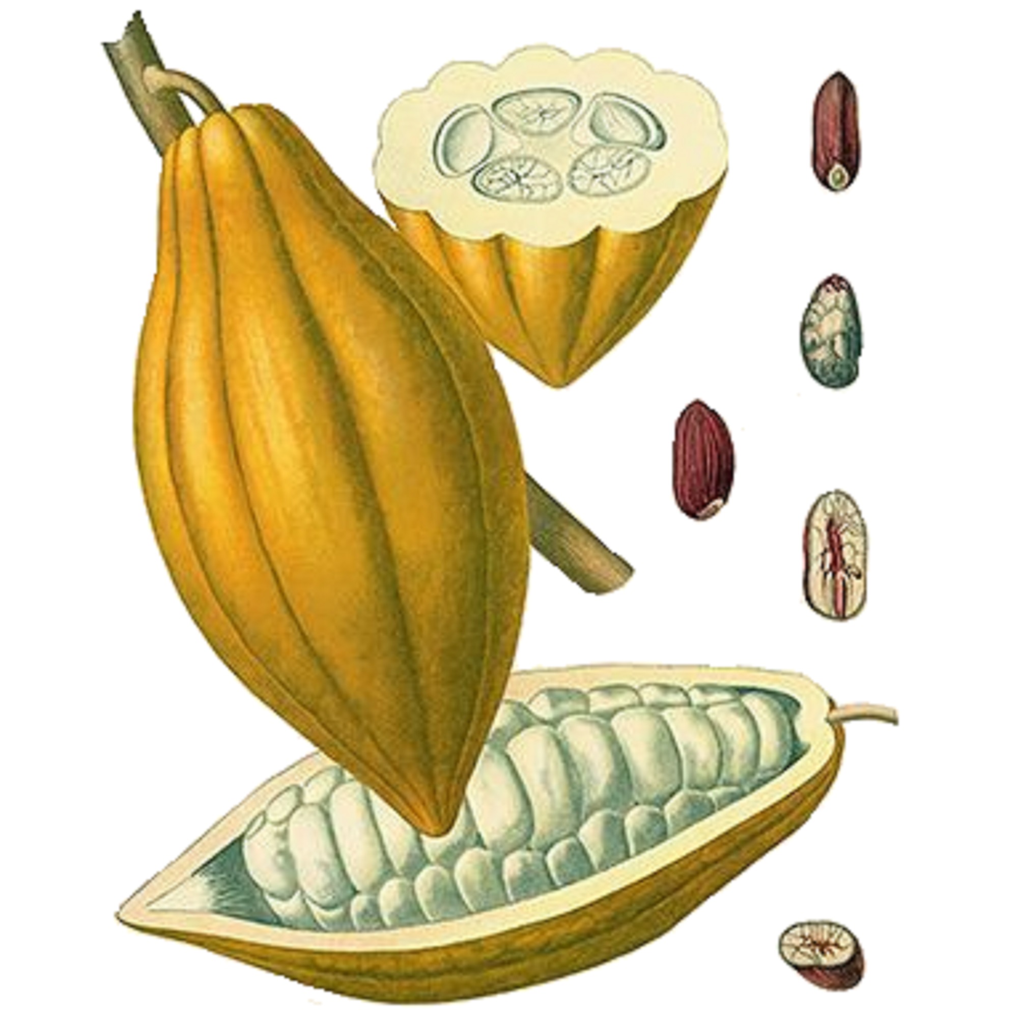 Theobroma Cacao Ботаническая иллюстрация