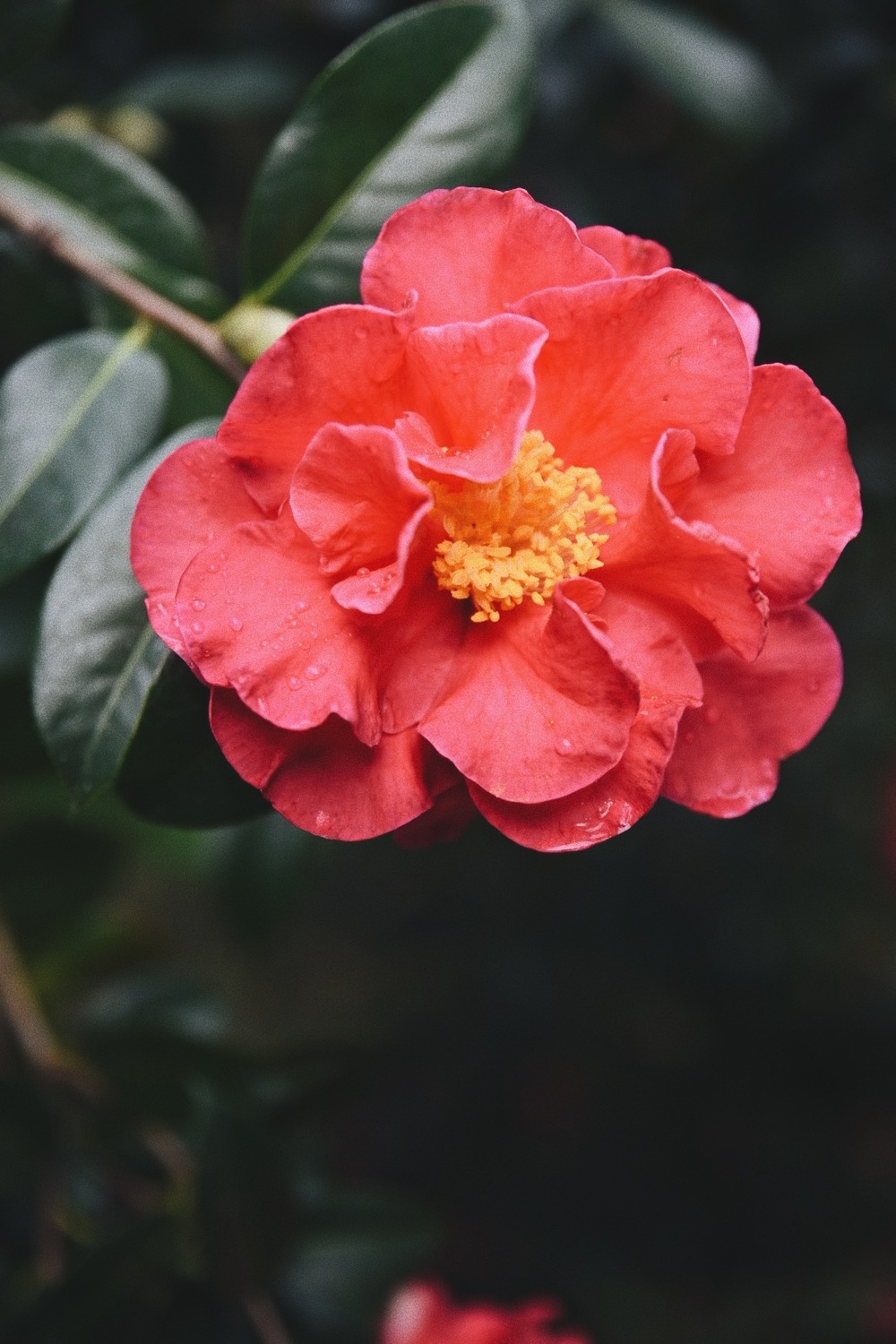 Камелия Японская (Camellia japonica) 50 см