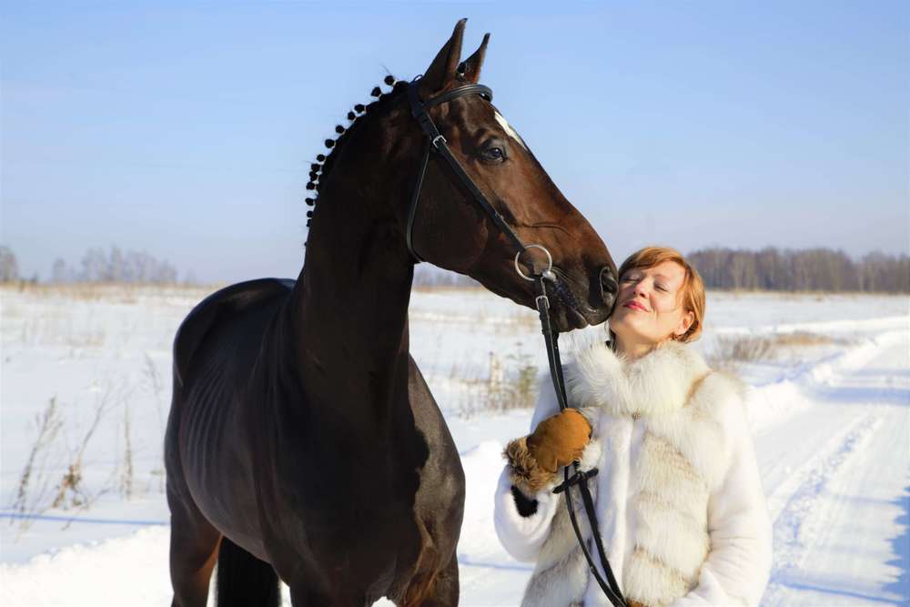 Репродукция с лошадьми. Хорс дубна. Хартли хорс хаус. Хартли хорс. Хартли хорс.