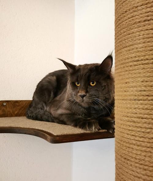 Житейские воззрения кота Мурра (Гофман; Бальмонт) — Викитека