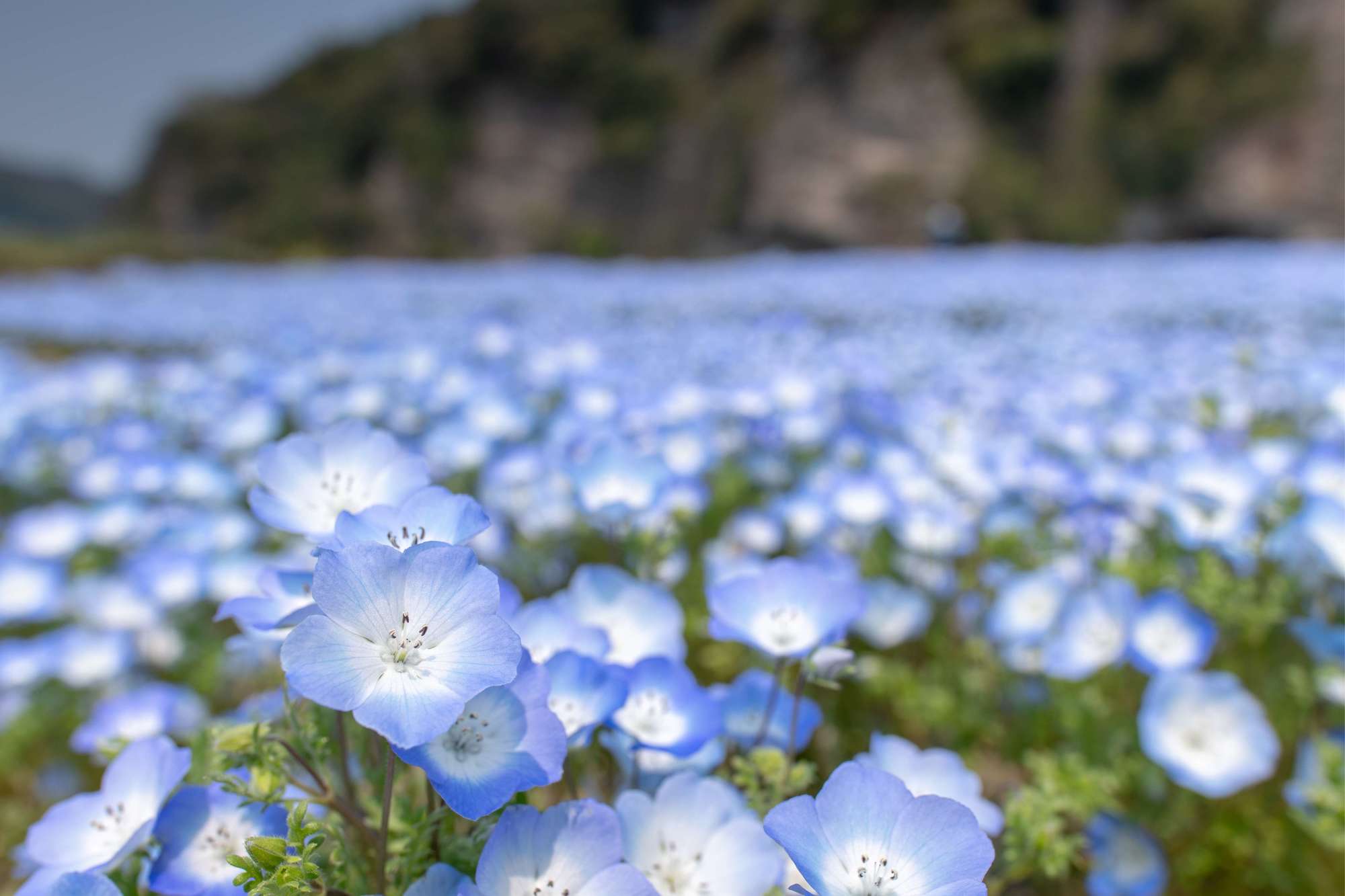 Картинки цветки полей голубые