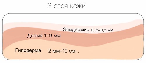 Слой за слоем: структура кожи