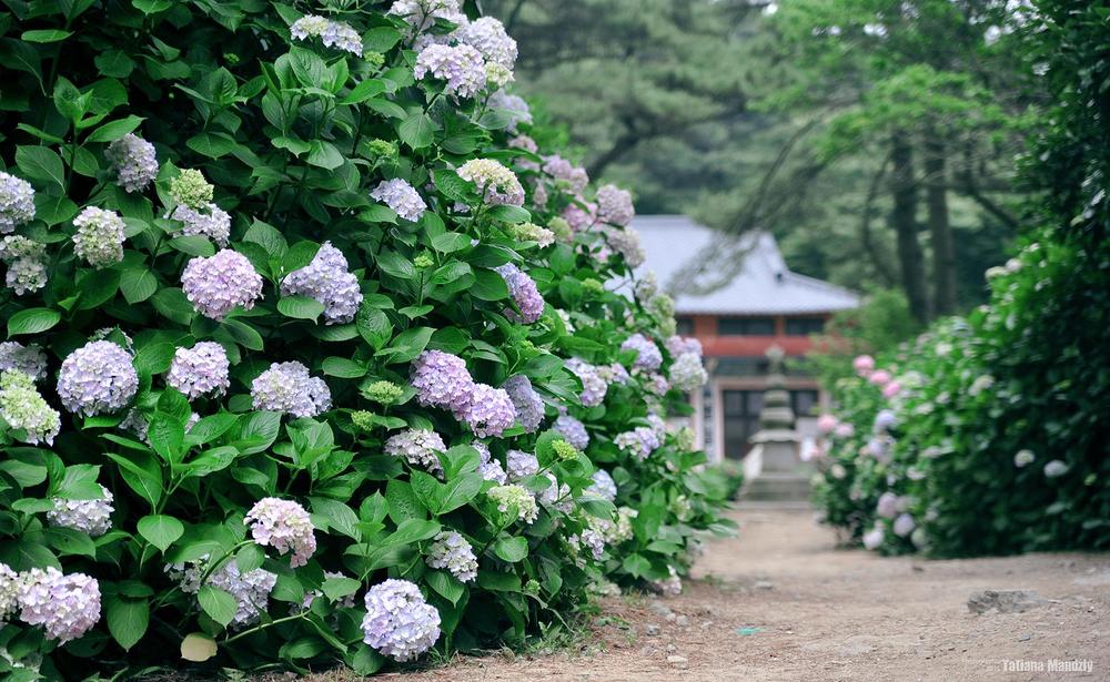 Японский сад гортензий (68 фото)