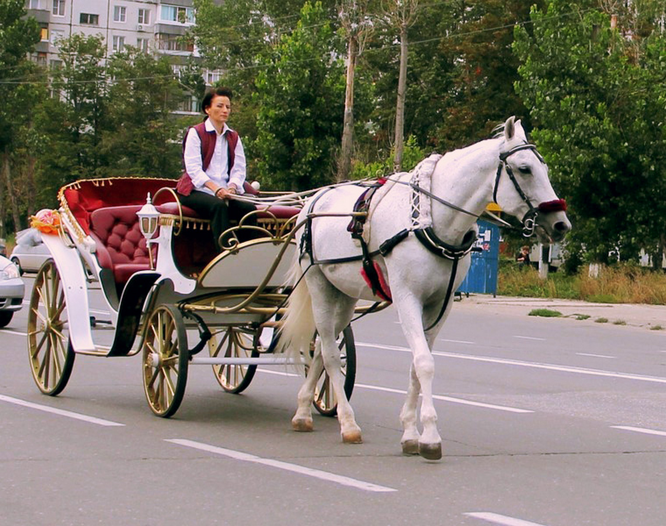 Катание на бричке фото