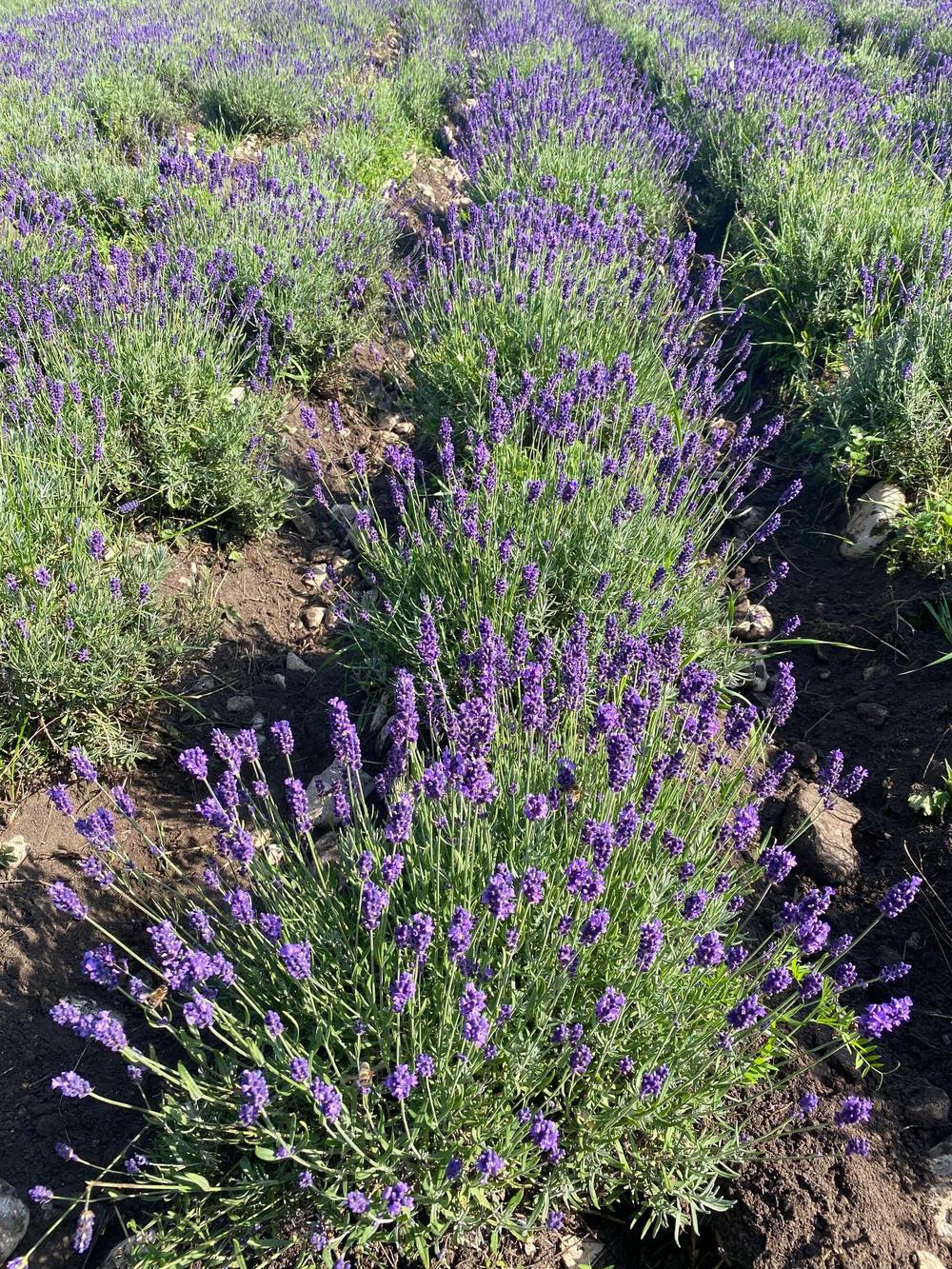 Лавандовая ферма в Эстонии на острове Хийумаа