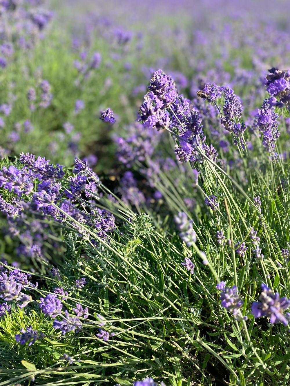 Лавандовая ферма в Эстонии на острове Хийумаа