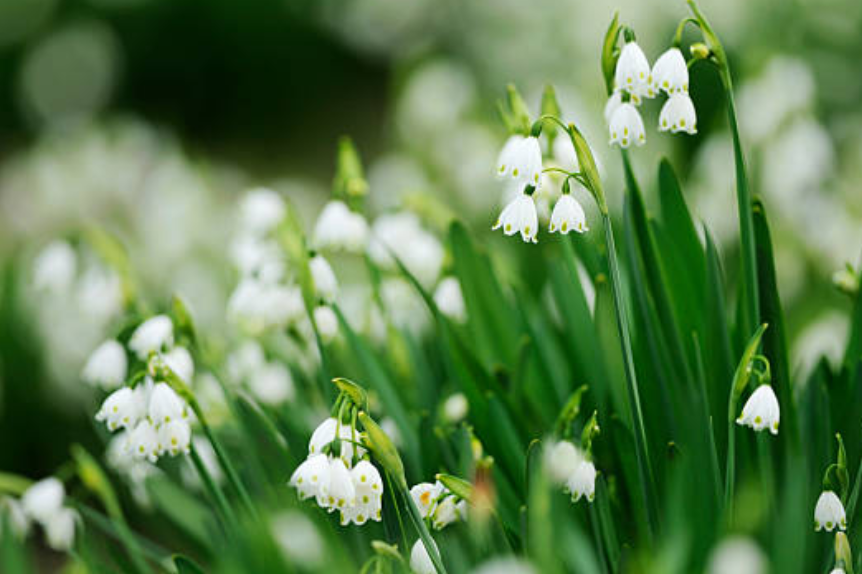 Lily of the Valley