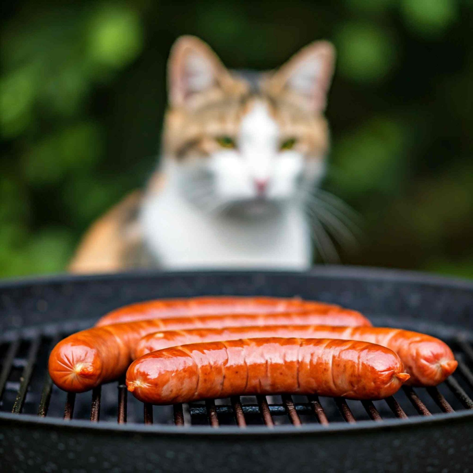 A curious cat watches longingly as delicious smoked sausages sizzle on the grill, ready to be devoured