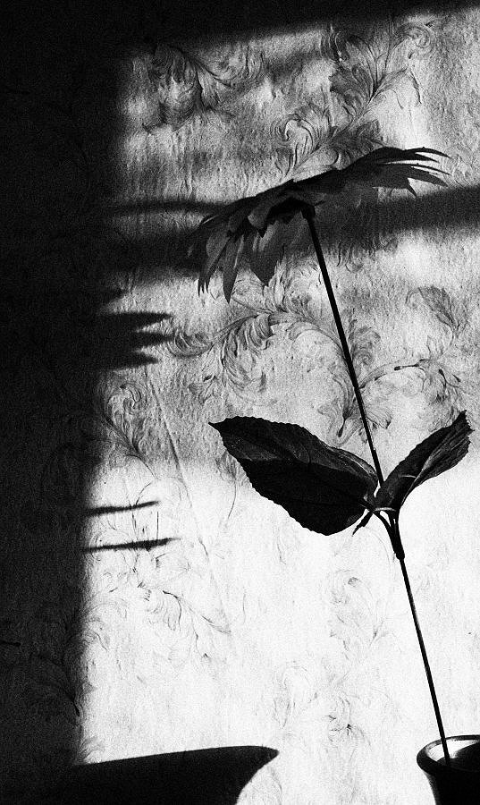 Черно-белая фотография