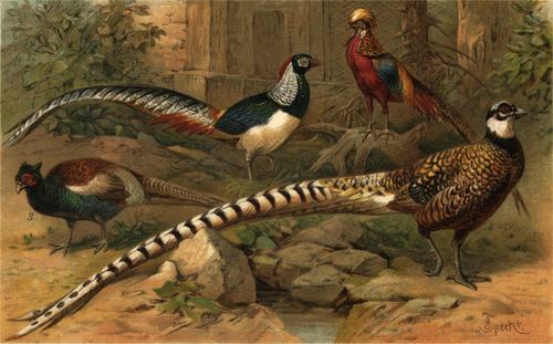 Asiatic Pheasants английские фазаны - история и клейма