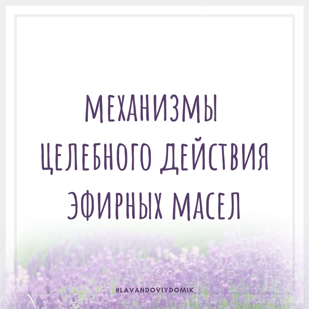 Лавандовый домик представляет - лавандовые вести: новости, факты, рецепты,  истории - Эфирное масло эвкалипта - польза и применение